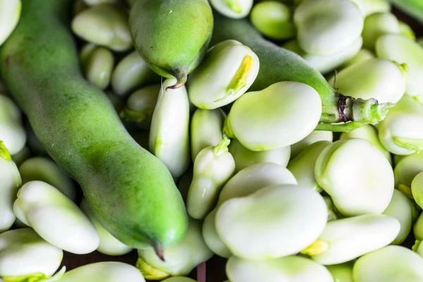 Which Country Produces the Most Broad Beans and Horse Beans in the World?